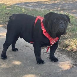 Reaper - Bulldog