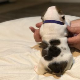 English Bulldog Puppies from Ruza's Bulldogs