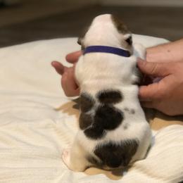 English Bulldog Puppies from Ruza's Bulldogs