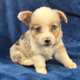Lemon - Blue merle and white female American Corgi puppy in Paradise, Texas from Bar S Corgis