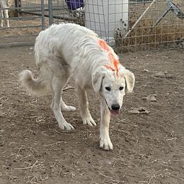 Bear - White Maremma Sheepdog puppy in Kings County, California from Prancing Pony Farm Maremma Sheepdogs