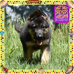 SWEET SWEET DREYERS BIG GIRL - Black and red female German Shepherd puppy in Murrieta, California from Diamond Oaks German Shepherds