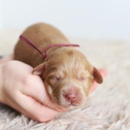 Pink - Caramel female Australian Labradoodle puppy in Williamstown, New York from Lewis Manor Labradoodles