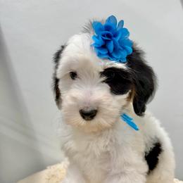 Christmas Vacation - Tri-color female Bernedoodle puppy in Hegins, Pennsylvania from Bubbling Springs Doodles, LLC
