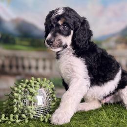 Marti McFly - Phantom male Poodle puppy in Middlebourne, West Virginia from El Silencio Standard Poodles