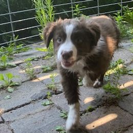 Robbin F 2 - Red & white Australian Shepherd puppy in Deer Park, Washington from Weber Mt Aussies