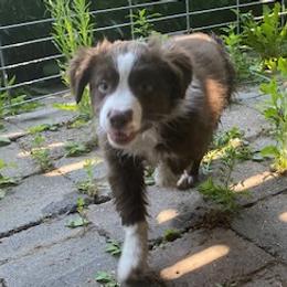 Robbin F 2 - Red & white Australian Shepherd puppy in Deer Park, Washington from Weber Mt Aussies