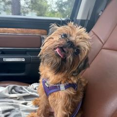 Coco - Brussels Griffon
