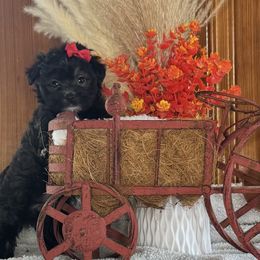 Heart - Black female Morkie puppy in Waldron, Arkansas from Kay’s Cutie Poos