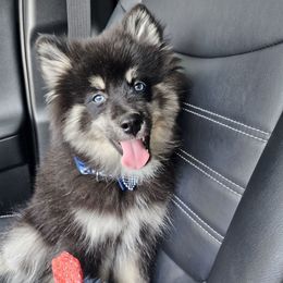 Jax - Black male Pomsky puppy in Southern California, California from SoCal Pomskies LLC