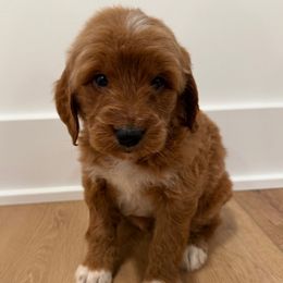 Wrigley - Red  male Goldendoodle puppy in Auburn, Indiana from Martin’s Doodles