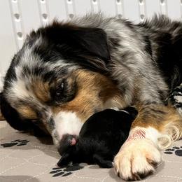 Australian Shepherd, Miniature American Shepherd, Miniature Australian Shepherd, and Toy Australian Shepherd Puppies from JKKJ Farms