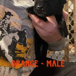 Boy 3 - Black Labrador Retriever puppy in Chesapeake, Virginia from Dixie Creek Labradors
