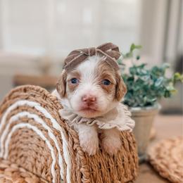 Elsie - Cream female Goldendoodle puppy in Iola, Texas from Supreme Doodles of Texas