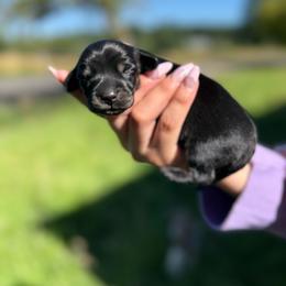 Brindle black and cream - Black and cream female Dachshund puppy in Onalaska, Washington from FairyTail Dachshunds