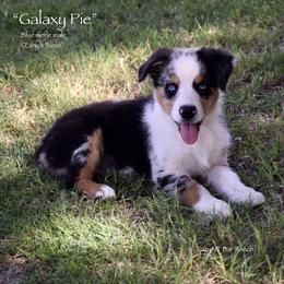 Galaxy Pie - Blue merle male Miniature Australian Shepherd puppy in Evant, Texas from Lazy VT Bar Ranch