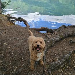 Shelby - Poodle