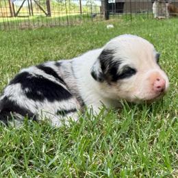 Luke - Blue merle male Australian Shepherd puppy in Mount Vernon, Texas from RJ's Aussie Posse