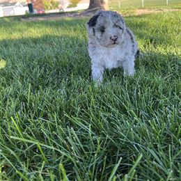 Girl 1 - Gray female Poodle puppy in Manassa, Utah from Cami’s Colorado Cuties