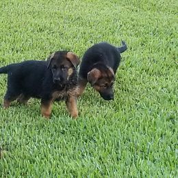 German Shepherd and Rottweiler Puppies from Dreamweaver Kennels