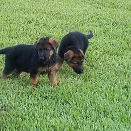 German Shepherd and Rottweiler Puppies from Dreamweaver Kennels