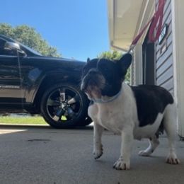 Minnie - French Bulldog