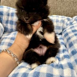 Sylvester - Black and tan male Pomeranian puppy in Eagle Pass, Texas from Texas Tumbleweed Poms