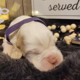English Springer Spaniel Puppies from Erica Chapman