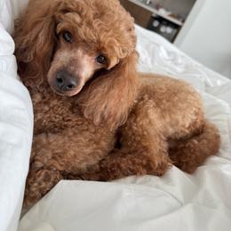 Thomas - Red  male Poodle puppy in Arkoma, Oklahoma from Virelle Poodles