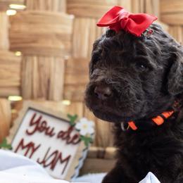 Poppy - Chocolate female Labradoodle puppy in Stamford, Connecticut from Doodles of CT