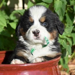 "Clover   Female" Bernese Mountain Dog Puppies from Wilderness Way Berners