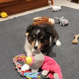 Tri baby boy - Black white and tan male Shetland Sheepdog puppy in Memphis, Tennessee from Ambrozia Kennels
