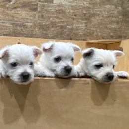 West Highland White Terriers from Ravens Nest Westies