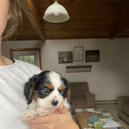 Winston - Tri-color male Cavalier King Charles Spaniel puppy in Maryland from Trina’s Little Lap Dogs