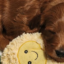 Goldendoodles from Doodles are Sunshine