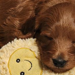 Goldendoodles from Doodles are Sunshine