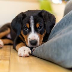 Entlebucher Mountain Dog Puppies from Mont Blanc