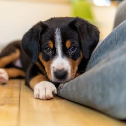 Entlebucher Mountain Dog Puppies from Mont Blanc