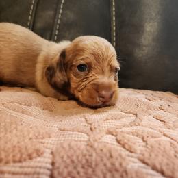 Silky wirehaired Happy AKC - Red male Dachshund puppy in Torrance, California from Lucky Dachshunds