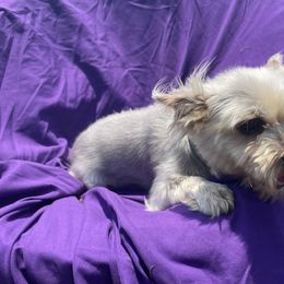 Yorkshire Terriers from Bishops’ Bounty