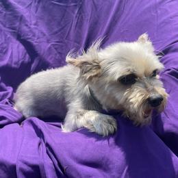 Yorkshire Terriers from Bishops’ Bounty