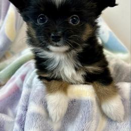 Linda - Black tri female Toy Australian Shepherd puppy in Mount Airy, Georgia from North Georgia Gems