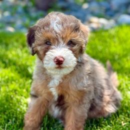Crosby - male Australian Mountain Doodle puppy in Sterling, Colorado from North 40 Doodles
