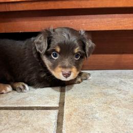 Birdie - Red tri female Toy Australian Shepherd puppy in Albia, Iowa from J Bar M Toy and Mini Aussies