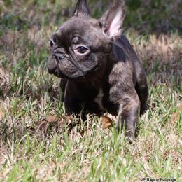 Barney - Brindle male French Bulldog puppy in Winnsboro, Texas from JP Ranch Bulldogs
