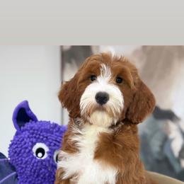 Scarlette - Red  female Goldendoodle puppy in Yuciapa, California from AlltheDoodlez_