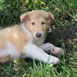 Kelly - Sable merle female Collie puppy in Yulee, Florida from Three Collie Farm