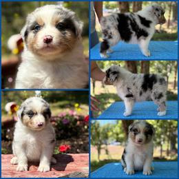 Blue Merle male 2 - Blue merle male Australian Shepherd puppy in Castle Rock, Washington from Zoolo Kennels “HOF”