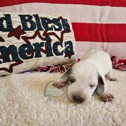Wellsy Dapple pie girl 2 - Dapple female Dachshund puppy in Herald, California from Bluegum Dachshunds