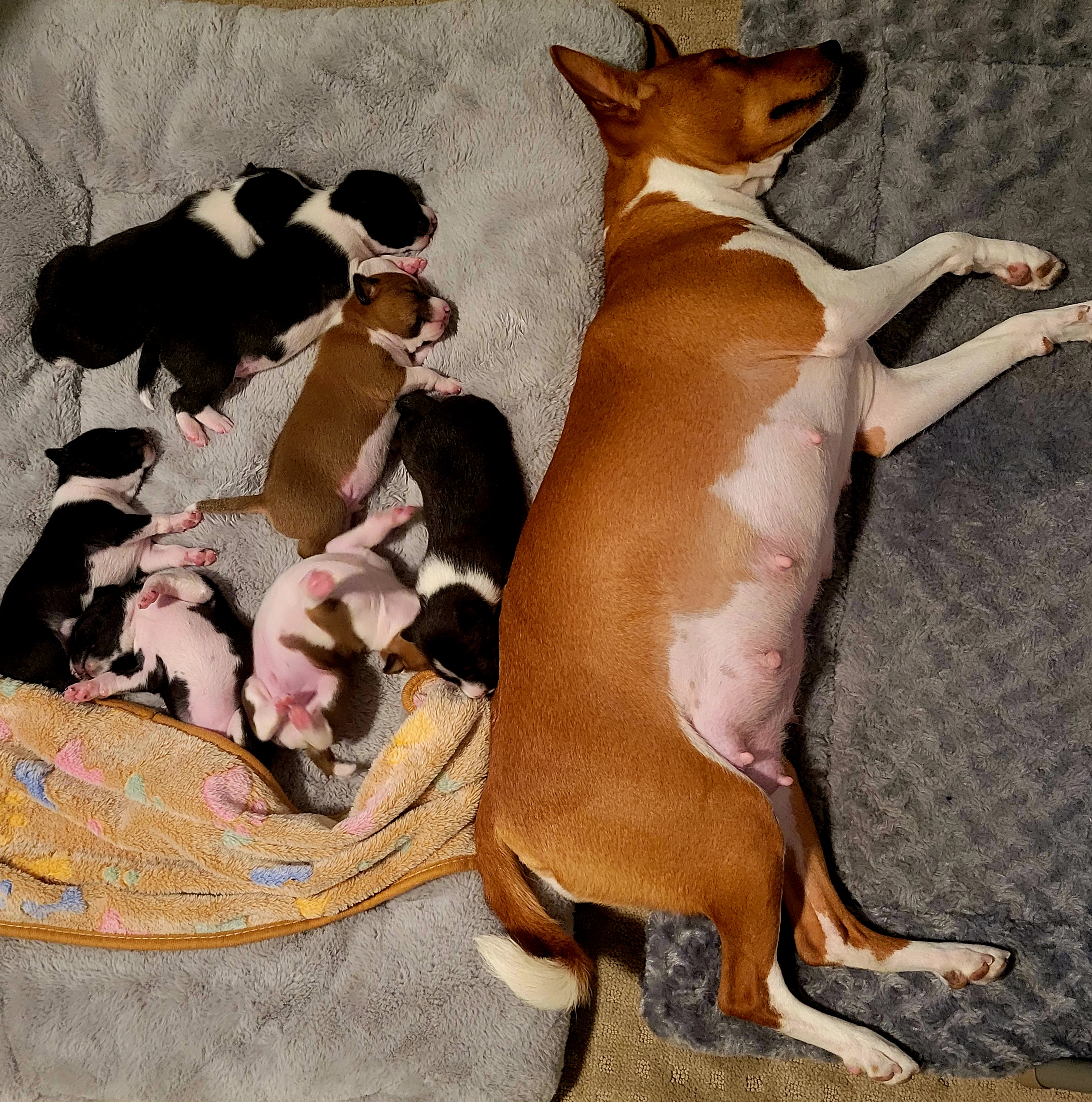 Basenji Puppies from Maererano Basenjis